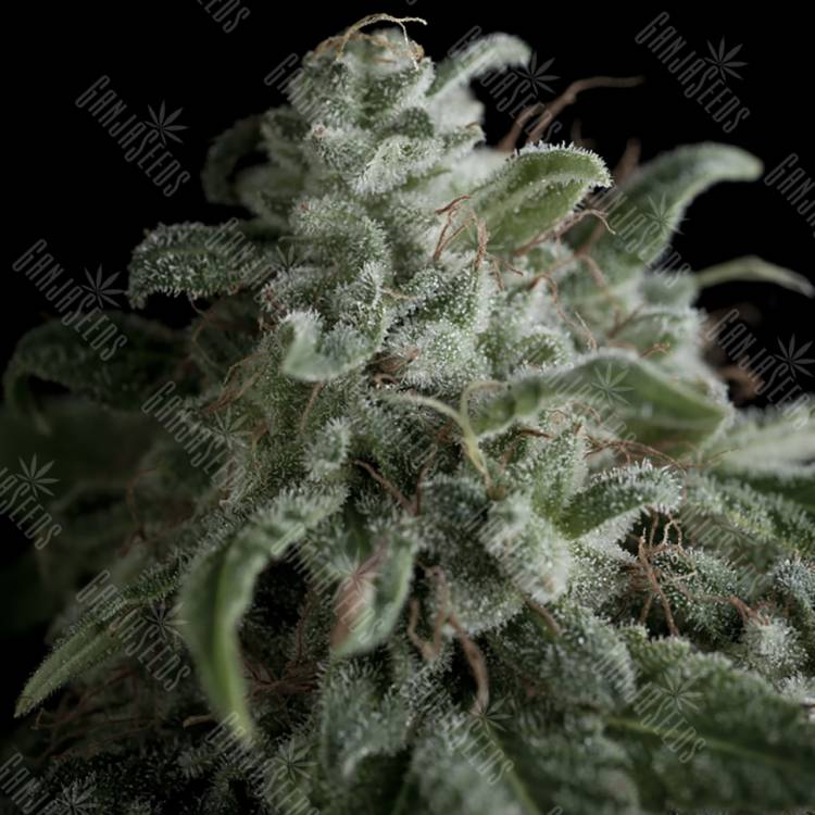 конопля семена сорта заказать Nefertiti feminised Pyramid Seeds