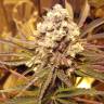 семена конопли аутдор Royal Cookies feminised Royal Queen