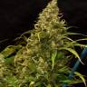 семена конопли феминизированные Green Poison CBD feminised Sweet Seeds