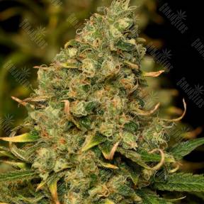 Green Poison CBD feminised Sweet Seeds