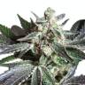 Sugar Black Rose (DS27) feminised Ganja Seeds