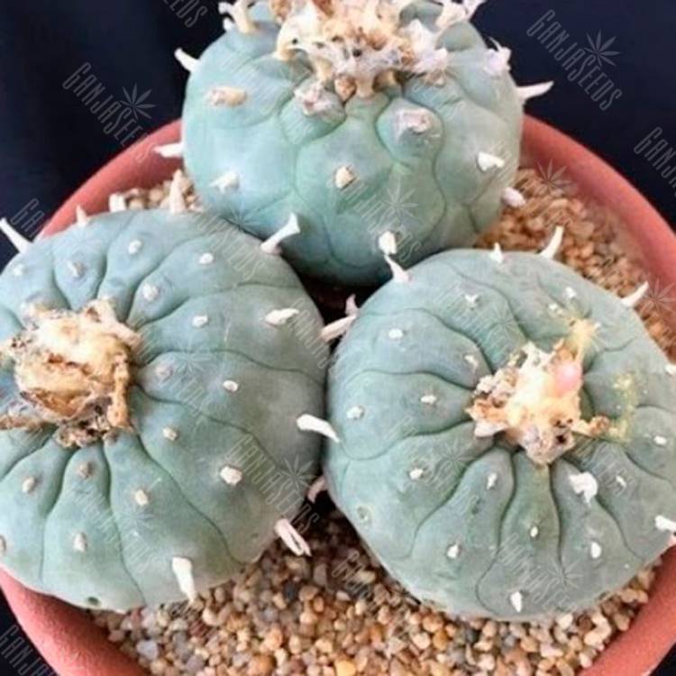 Семена кактусов Lophophora williamsii VZD 020 Семена кактусов Lophophora williamsii VZD 020