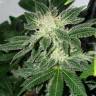 Auto Little Russian feminised Ganja Seeds качество и выгода в одном