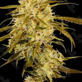 Auto Haze Gom feminised Ganja Seeds
