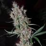 Agamotto feminised GanjaVIP Seeds