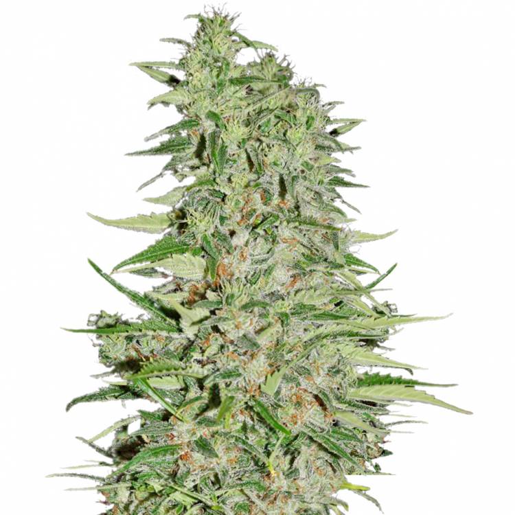 семена конопли в интернете Diamond Girl feminised Green House Seeds