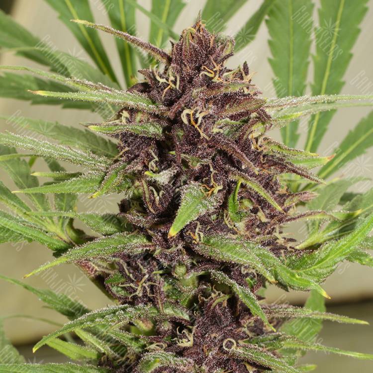 Freddy's Best feminised Dutch Passion Seeds Freddy's Best feminised Dutch Passion Seeds