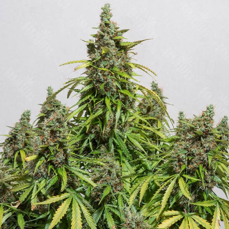 Auto Dinamex feminised Dinafem Seeds