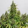 Auto Dinamex feminised Dinafem Seeds
