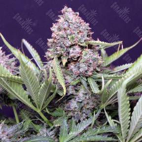 Northern Lights feminised Breeders Community Seeds