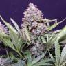 Northern Lights feminised Breeders Community Seeds