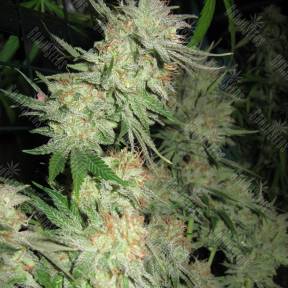 G13 Skunk regular Ganja Seeds