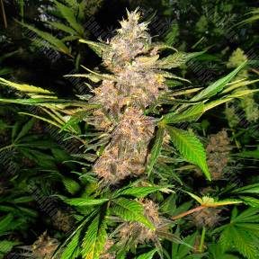Auto Red Poison regular Ganja Seeds