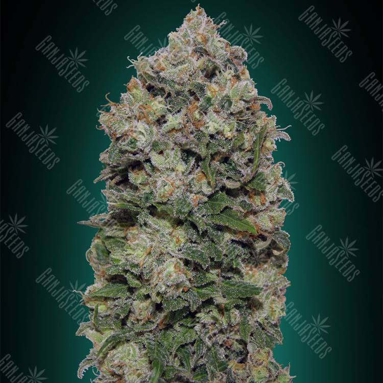 качественные семена конопли Northern Lights feminised 00 Seeds