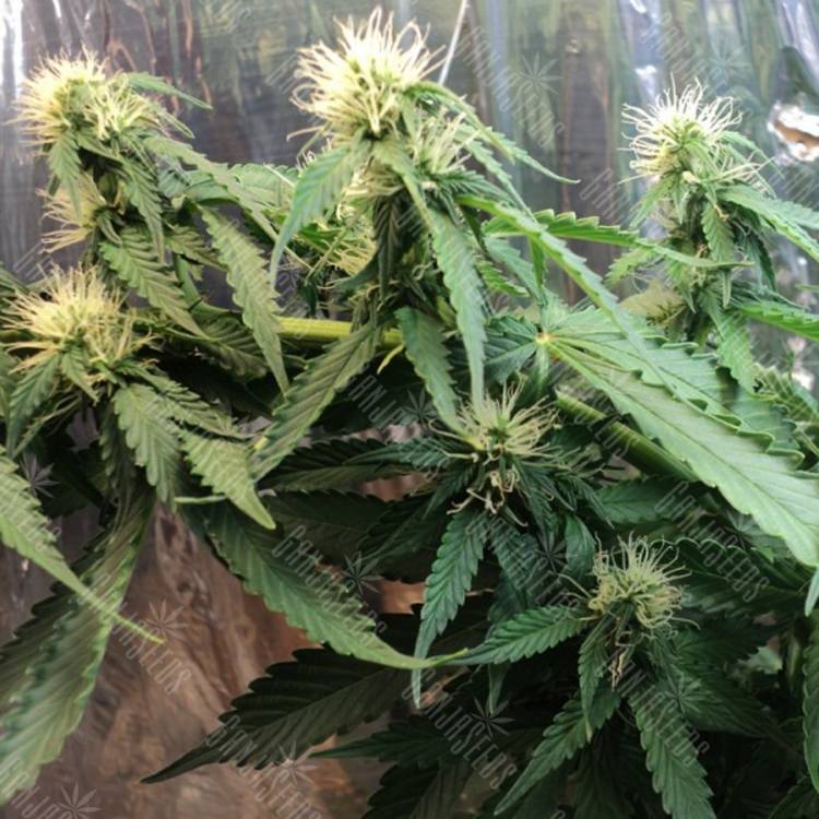 семена конопли элитных сортов Auto Buddha Assorted feminised Buddha Seeds