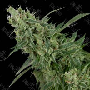 Double Tangie Banana regular Crockett Family Farms