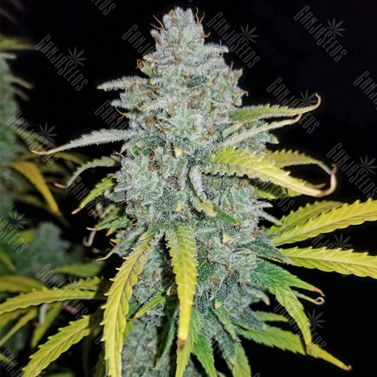 семена конопли феминизированные Auto Blue Dream'matic feminised Fast Buds