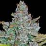 семена конопли недорого Auto Blue Dream'matic feminised Fast Buds