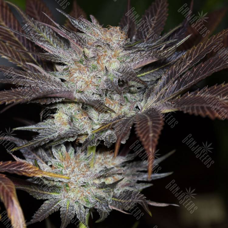семена индийской конопли Lost Coast OG feminised Humboldt Seeds