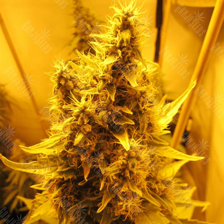 заказ семян конопли Nebula feminised Paradise Seeds