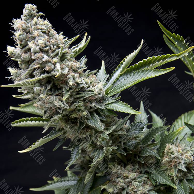 семена культурной конопли купить New York City feminised Pyramid Seeds семена культурной конопли купить New York City feminised Pyramid Seeds
