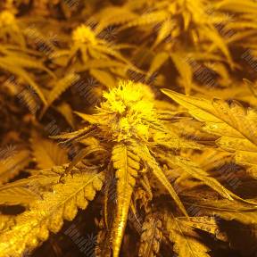 Green Poison F1 Fast Version feminised Sweet Seeds