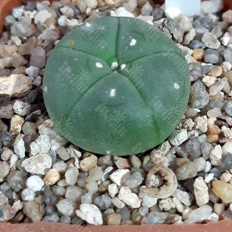 Семена кактуса Lophophora williamsii var. refugio Семена кактуса Lophophora williamsii var. refugio