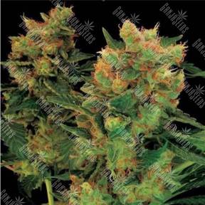 Hash Plant feminised Ganja Seeds