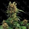 Hash Plant feminised Ganja Seeds