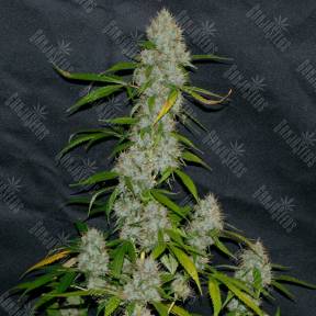 Annex feminised GanjaVIP Seeds