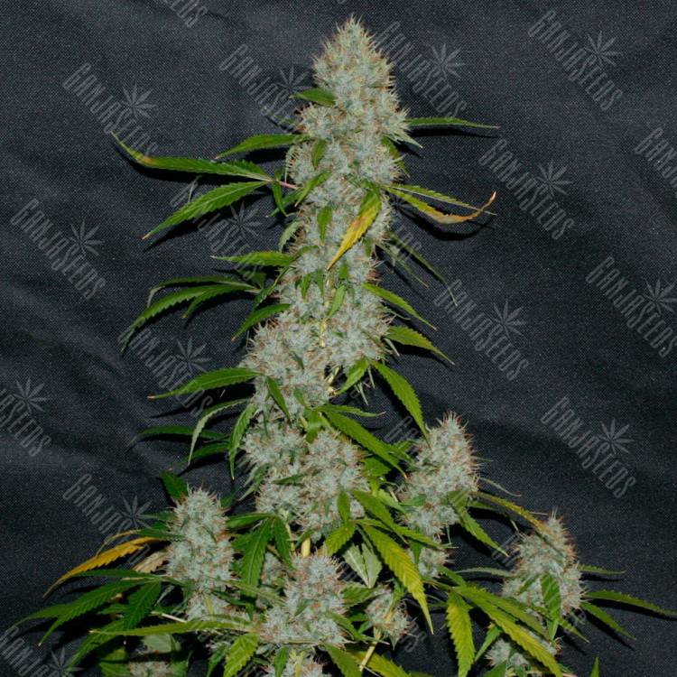Annex feminised GanjaVIP Seeds