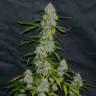Annex feminised GanjaVIP Seeds