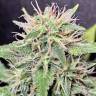 семена конопли с доставкой Exodus Cheese feminised Green House Seeds