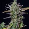 Frisian Dew feminised Dutch Passion Seeds