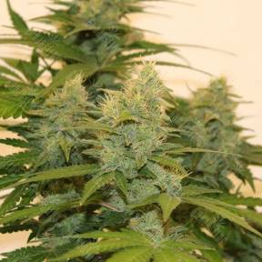 Auto Roadrunner regular Ganja Seeds
