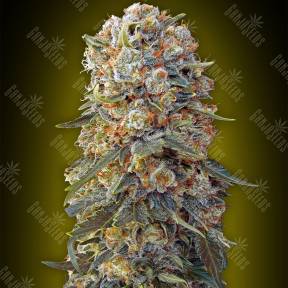 Sweet Critical feminised 00 Seeds