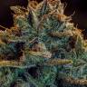 Auto Calamity Jane feminised Buddha Seeds