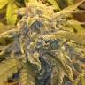 Auto Calamity Jane feminised Buddha Seeds