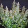 Auto Calamity Jane feminised Buddha Seeds
