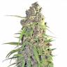 семена конопли в интернете Auto Calamity Jane feminised Buddha Seeds