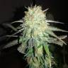семена конопли для посадки купить Mango Sapphire feminised Humboldt Seeds