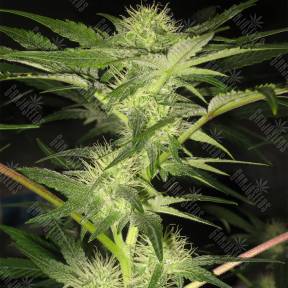 Opium feminised Paradise Seeds