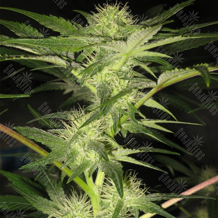 заказать на сайте семена конопли Opium feminised Paradise Seeds