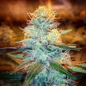 Northern Lights feminised Pyramid Seeds