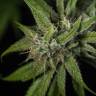 семена сортовой конопли Mother Gorilla (Royal Madre) feminised Royal Queen