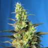 семена конопли Россия Ice Cool CBD feminised Sweet Seeds