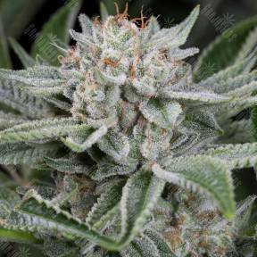 Widow Remedy feminised Ganja Seeds
