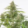 семена конопли наложенным Cheese CBD feminised Ganja Seeds