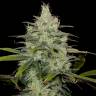 семена конопли москва Cheese CBD feminised Ganja Seeds