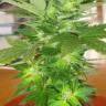 Семена конопли Auto Easy Ryder feminised Ganja Seeds